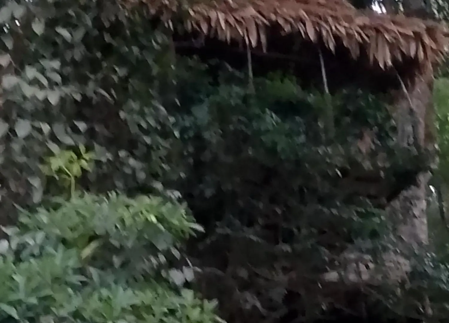 Homestay Mittathanickal Farm House And Tree House Munnar